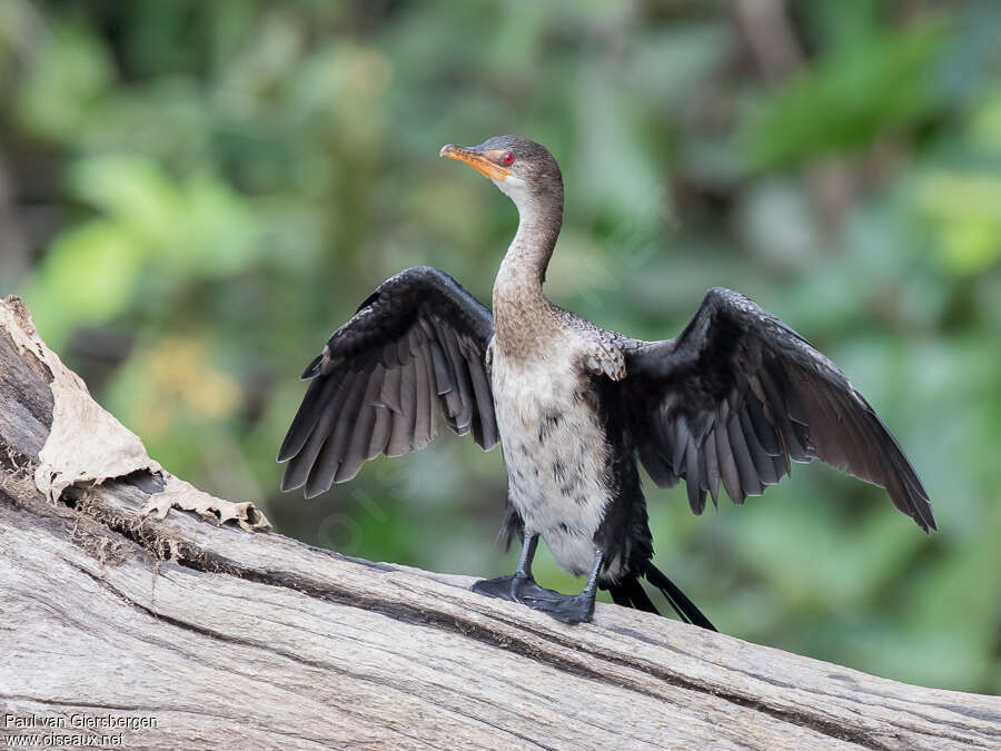 Reed Cormorantimmature, pigmentation, Behaviour