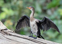 Cormoran africain