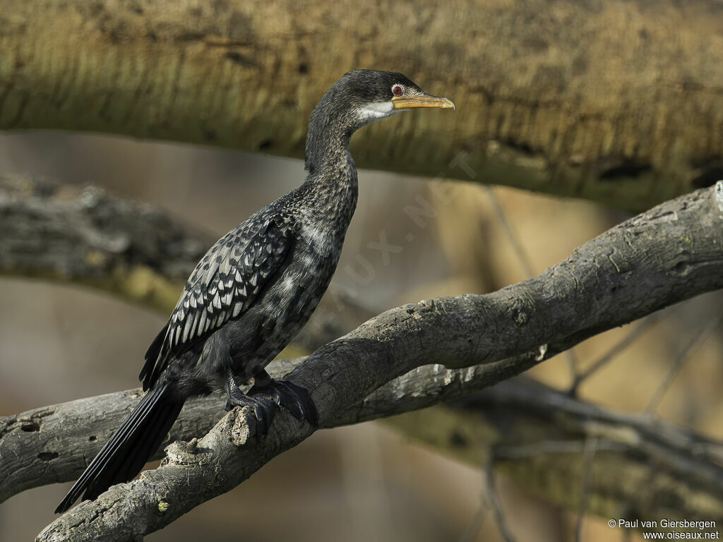 Reed Cormorantadult