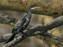 Reed Cormorant