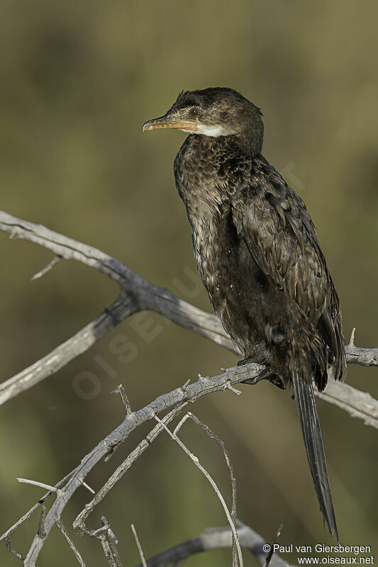 Cormoran africainadulte