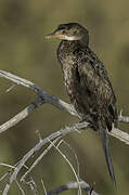 Reed Cormorant