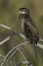 Cormoran africain