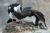 Cormoran antarctique