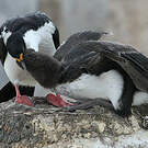 Cormoran antarctique