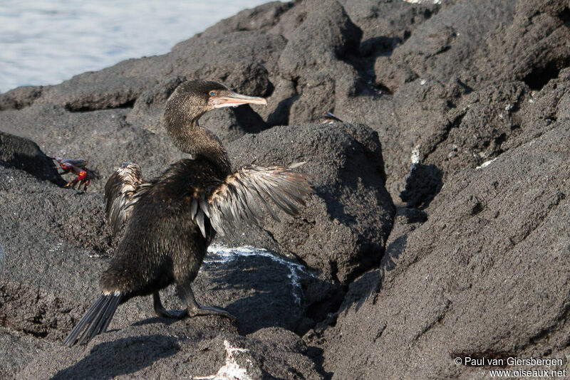 Flightless Cormorantadult