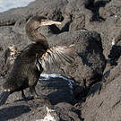 Cormoran aptère