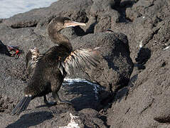 Flightless Cormorant