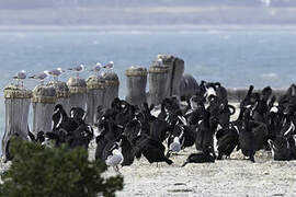 Otago Shag