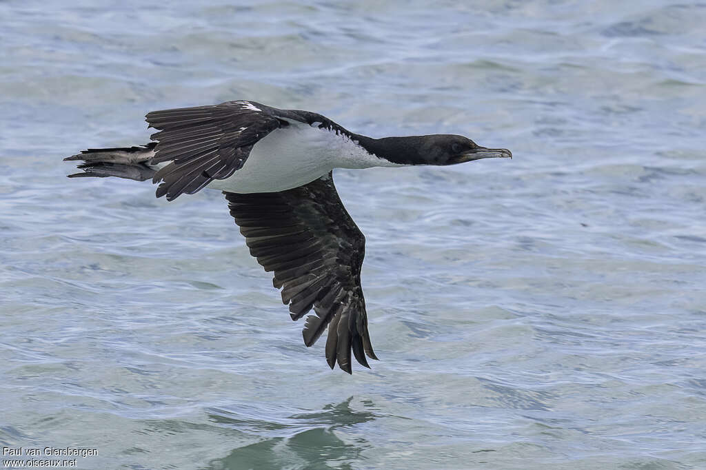 Cormoran bronzéadulte