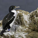 Cormoran caronculé