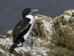 New Zealand King Shag