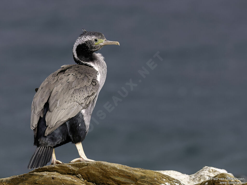 Cormoran caronculéadulte