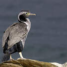 Cormoran caronculé