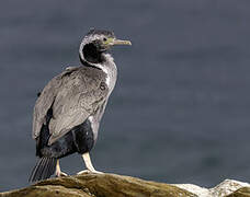 New Zealand King Shag