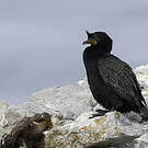 Cormoran couronné