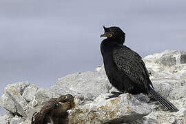 Crowned Cormorant