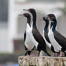 Cormoran de Bougainville