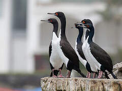 Guanay Cormorant