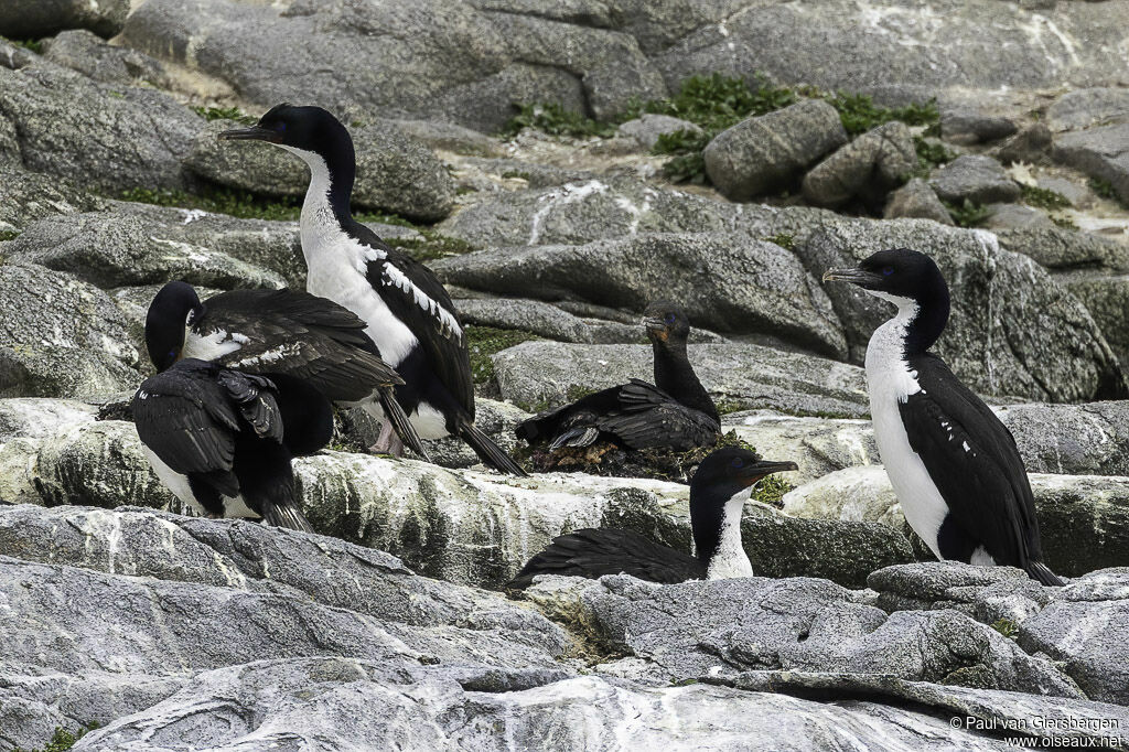 Cormoran de Foveaux