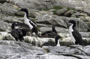 Cormoran de Foveaux