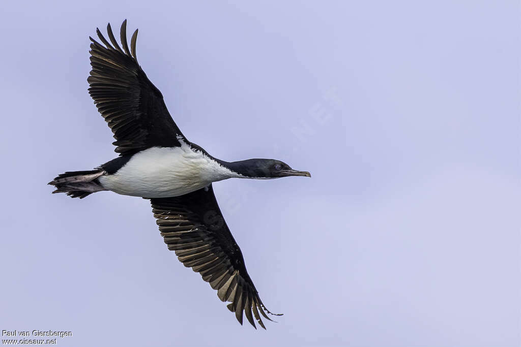 Cormoran de Foveauxadulte