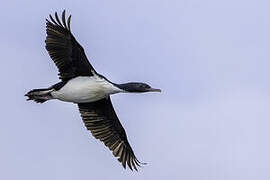 Cormoran de Foveaux