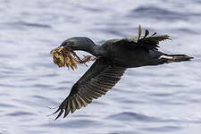 Cormoran de Foveaux