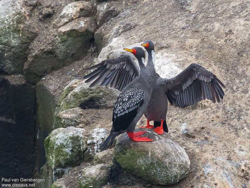 Red-legged Cormorantadult breeding, courting display