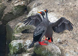 Red-legged Cormorant