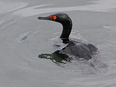 Rock Shag