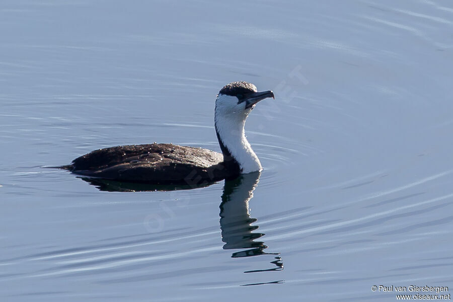 Cormoran de Tasmanieadulte