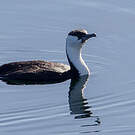 Cormoran de Tasmanie