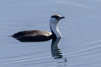 Cormoran de Tasmanie