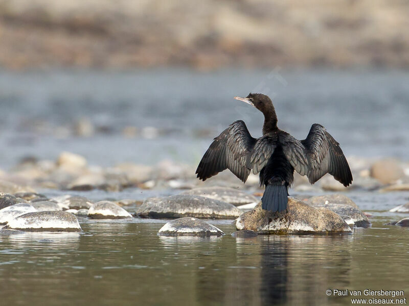 Little Cormorant