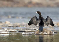 Cormoran de Vieillot