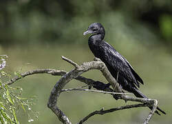 Little Cormorant