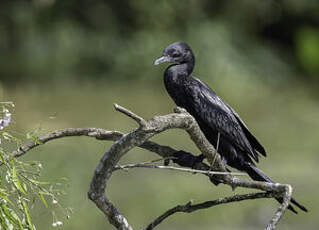 Cormoran de Vieillot