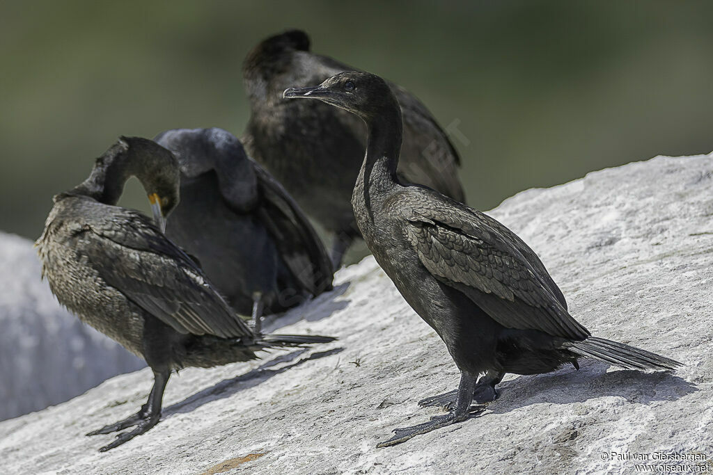 Cormoran des bancsadulte