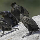 Cormoran des bancs