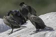 Cormoran des bancs