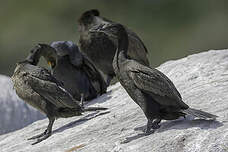 Cormoran des bancs