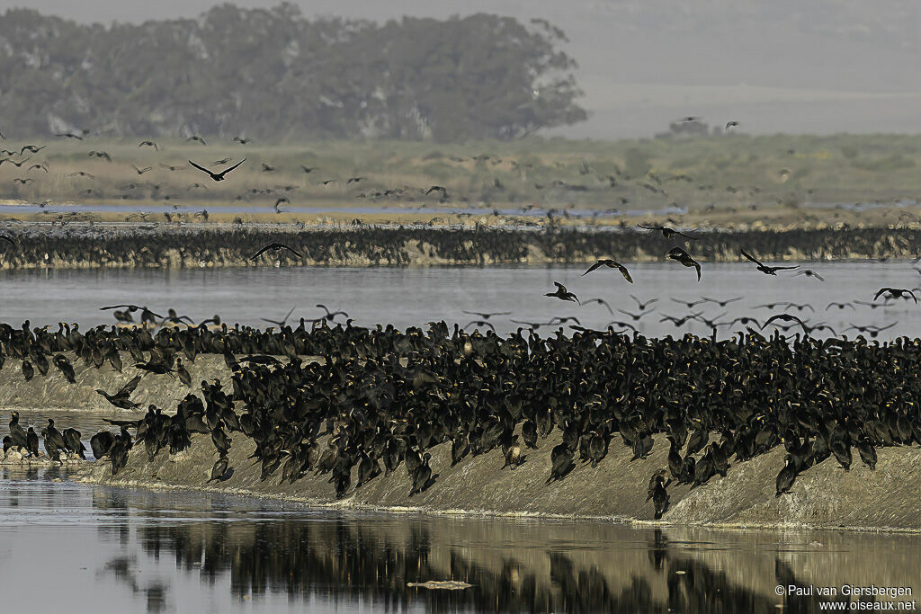 Cape Cormorant