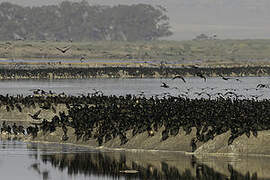 Cape Cormorant