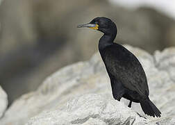 Cape Cormorant