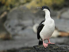 Cormoran géorgien