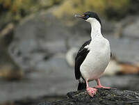 Cormoran géorgien