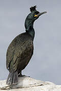 European Shag