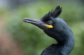 European Shag