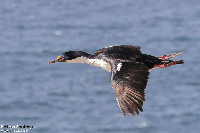 Cormoran impérialadulte, Vol